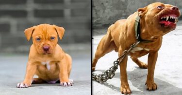 Before & After Animals Growing Up